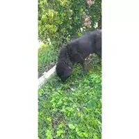 Foto dell\'animale COMUNE DI SESSA AURUNCA - 941000001895732