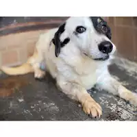 Foto dell\'animale COMUNE DI SESSA AURUNCA - 941000001880481
