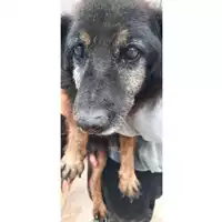 Foto dell\'animale COMUNE DI SESSA AURUNCA - 941000001793857