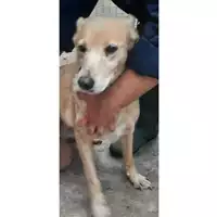 Foto dell\'animale COMUNE DI SESSA AURUNCA - 380260000730463