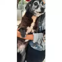Foto dell\'animale COMUNE DI SESSA AURUNCA - 380260000730743