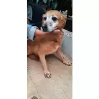 Foto dell\'animale COMUNE DI SESSA AURUNCA - 380260010225792