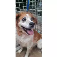 Foto dell\'animale COMUNE DI SESSA AURUNCA - 380260000733682