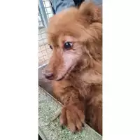 Foto dell\'animale COMUNE DI SESSA AURUNCA - 380260010225609