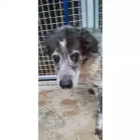 Foto dell\'animale COMUNE DI SESSA AURUNCA - 380260010225638