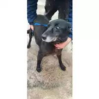 Foto dell\'animale COMUNE DI SESSA AURUNCA - 380260010267859