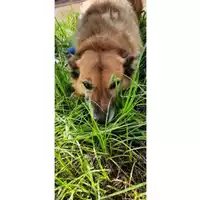 Foto dell\'animale COMUNE DI SESSA AURUNCA - 380260010267767