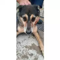 Foto dell\'animale COMUNE DI CARINOLA - 380260010263105