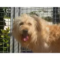 Foto dell\'animale COMUNE DI MONDRAGONE - 380260010185286