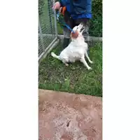 Foto dell\'animale COMUNE DI SESSA AURUNCA - 380260100107883