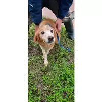 Foto dell\'animale COMUNE DI SESSA AURUNCA - 380260100107694