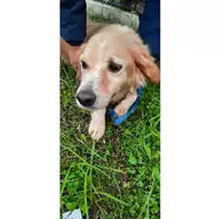 Foto dell\'animale COMUNE DI SESSA AURUNCA - 380260100107719