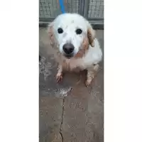 Foto dell\'animale COMUNE DI SESSA AURUNCA - 380260100107702