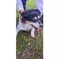 Foto dell\'animale COMUNE DI SESSA AURUNCA - 380260100279240