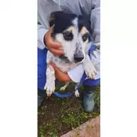Foto dell\'animale COMUNE DI SESSA AURUNCA - 380260100279352