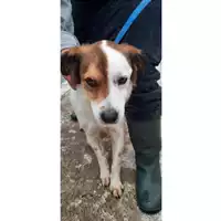 Foto dell\'animale COMUNE DI CARINOLA - 380260100279420