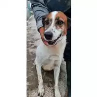 Foto dell\'animale COMUNE DI CARINOLA - 380260100279421