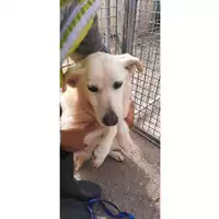 Foto dell\'animale COMUNE DI SESSA AURUNCA - 380260045140191