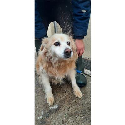 COMUNE DI SESSA AURUNCA - cane - Microchip 380260010231249