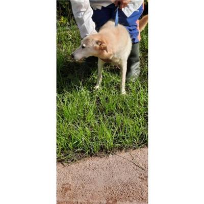 COMUNE DI SESSA AURUNCA - cane - Microchip 380260010267736