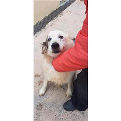 COMUNE DI SESSA AURUNCA - cane - Microchip 380260010263336