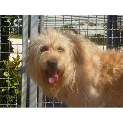 COMUNE DI MONDRAGONE - cane - Microchip 380260010185286