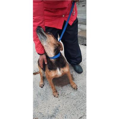 COMUNE DI SESSA AURUNCA - cane - Microchip 380260010308831