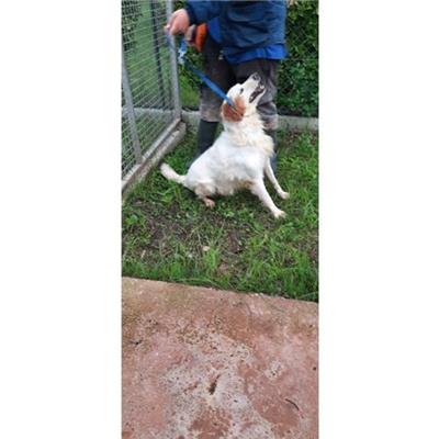 COMUNE DI SESSA AURUNCA - cane - Microchip 380260100107883