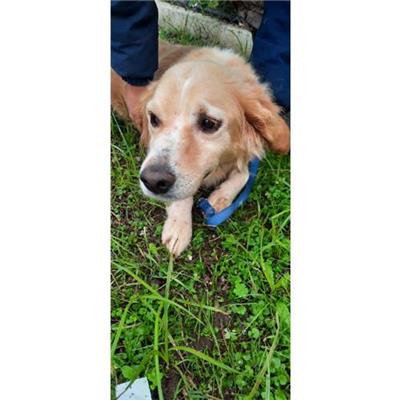 COMUNE DI SESSA AURUNCA - cane - Microchip 380260100107719