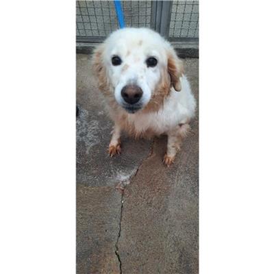 COMUNE DI SESSA AURUNCA - cane - Microchip 380260100107702