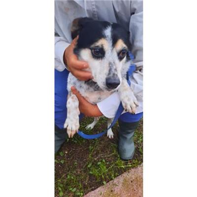 COMUNE DI SESSA AURUNCA - cane - Microchip 380260100279352