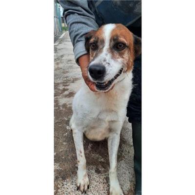 COMUNE DI CARINOLA - cane - Microchip 380260100279421