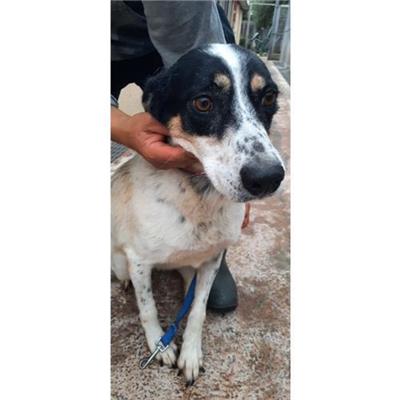 COMUNE DI CARINOLA - cane - Microchip 380260100279491